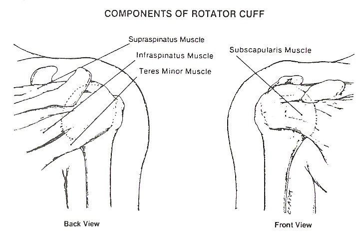 Components of the rotator cuff image